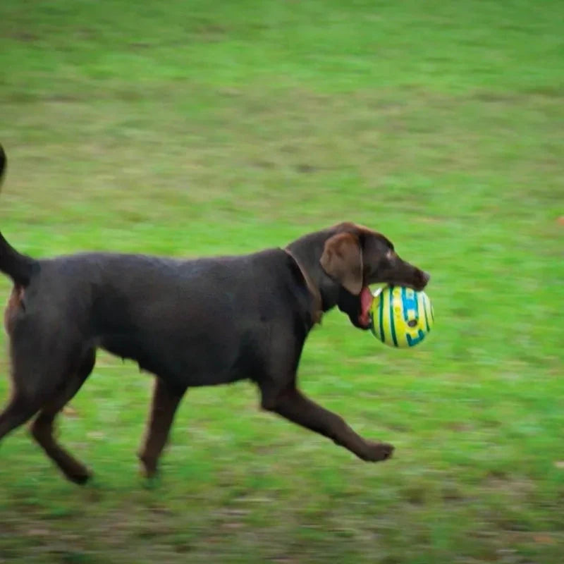 Glow-in-the-Dark Giggle Ball | Interactive Dog Toy for Night Play - WUOF